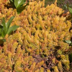 Sedum Rupestre 'Angelina' -Tree Bower Sales x600 14707