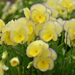 Viola 'Etain' -Tree Bower Sales x600 14720