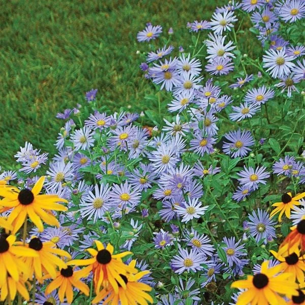 Aster X Frikartii 'Mönch' 2 Aster X Frikartii 'Mönch' - Image 2