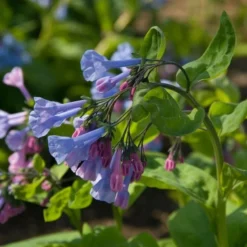 Mertensia Virginica -Tree Bower Sales x600 14789