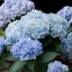 Hydrangea Macrophylla Endless Summer® -Tree Bower Sales x600 14794
