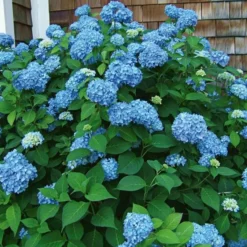 Hydrangea Macrophylla Endless Summer® -Tree Bower Sales x600 14795