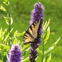 Liatris Spicata 'Kobold' -Tree Bower Sales x600 14799