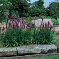 Liatris Spicata 'Kobold' -Tree Bower Sales x600 14800