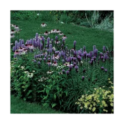 Liatris Spicata 'Kobold' -Tree Bower Sales x600 14801
