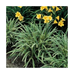 Liriope Muscari 'Variegata' -Tree Bower Sales x600 14802