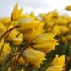 Tulip Sylvestris