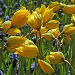 Tulip Sylvestris -Tree Bower Sales x600 14851