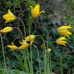 Tulip Sylvestris -Tree Bower Sales x600 14852