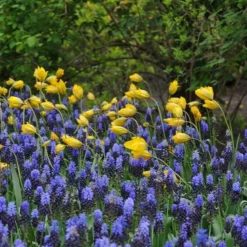 Tulip Sylvestris -Tree Bower Sales x600 14853