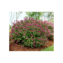 Syringa Bloomerang® Dark Purple -Tree Bower Sales x600 1486