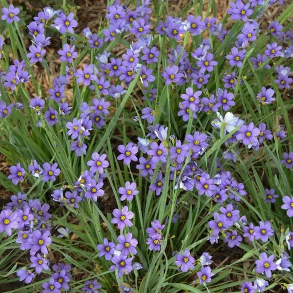 Sisyrinchium Angustifolium 'Lucerne' 2 Sisyrinchium Angustifolium 'Lucerne' - Image 2