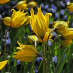 Tulip Sylvestris -Tree Bower Sales x600 14870