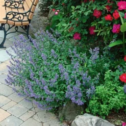 Nepeta 'Walker's Low'