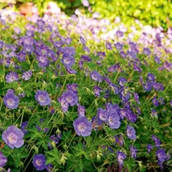 Geranium Rozanne® -Tree Bower Sales x600 14915