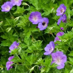 Geranium Rozanne® -Tree Bower Sales x600 14917