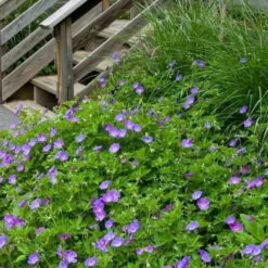 Geranium Rozanne® -Tree Bower Sales x600 14918