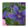 Clematis Sapphire Indigo™