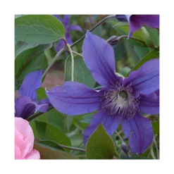 Clematis Sapphire Indigo™