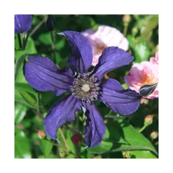 Clematis Sapphire Indigo™ -Tree Bower Sales x600 14942