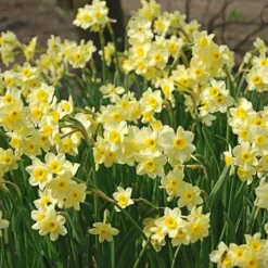 Award-winning Miniature Daffodils -Tree Bower Sales x600 14957