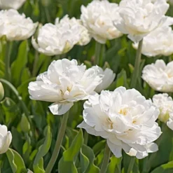 Tulip 'Mount Tacoma' -Tree Bower Sales x600 15061
