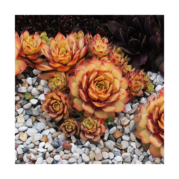 Sempervivum Chick Charms® 'Gold Nugget' 1 Sempervivum Chick Charms® 'Gold Nugget'