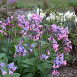 Mertensia Virginica