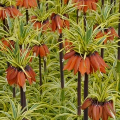 Fritillaria Imperialis 'Aureomarginata' 10 Fritillaria Imperialis 'Aureomarginata' -Tree Bower Sales x600 15172