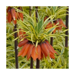 Fritillaria Imperialis 'Aureomarginata' 11 Fritillaria Imperialis 'Aureomarginata' -Tree Bower Sales x600 15173