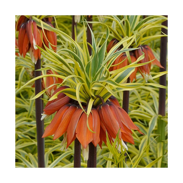 Fritillaria Imperialis 'Aureomarginata' 6 Fritillaria Imperialis 'Aureomarginata' - Image 6
