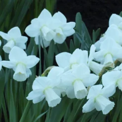 White Trumpet Solo Daffodil Mix 9 White Trumpet Solo Daffodil Mix -Tree Bower Sales x600 15176