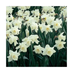 White Trumpet Solo Daffodil Mix 10 White Trumpet Solo Daffodil Mix -Tree Bower Sales x600 15177