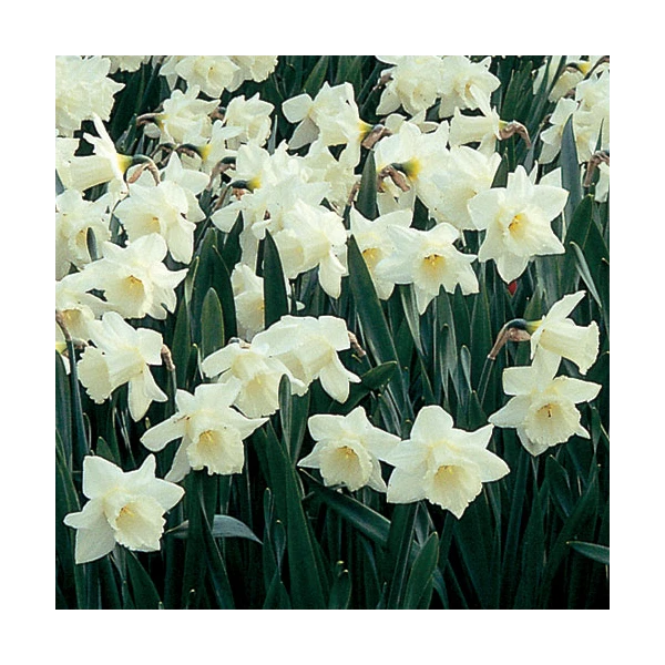 White Trumpet Solo Daffodil Mix 5 White Trumpet Solo Daffodil Mix - Image 5