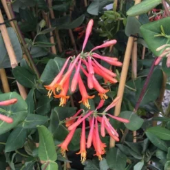 Lonicera Sempervirens 'Major Wheeler' -Tree Bower Sales x600 15258