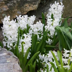 Hyacinthus Orientalis 'Carnegie' 5 Hyacinthus Orientalis 'Carnegie' -Tree Bower Sales x600 15264