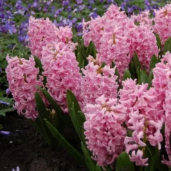 Hyacinthus May Day Bouquet Mix -Tree Bower Sales x600 15295