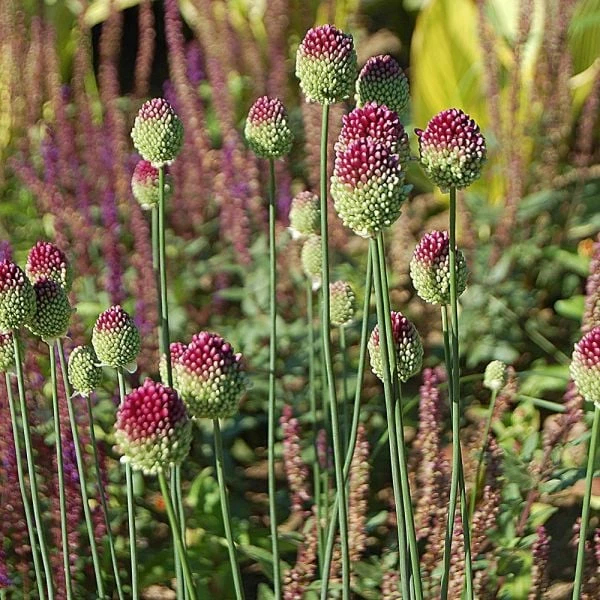 Allium Sphaerocephalon 1 Allium Sphaerocephalon