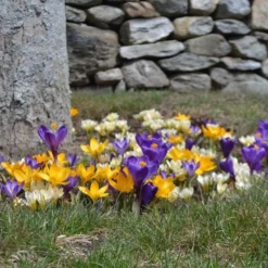 Farewell To Winter Crocus Mix -Tree Bower Sales x600 15427