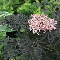 Sambucus Nigra F. Porphyrophylla Black LaceĀ®