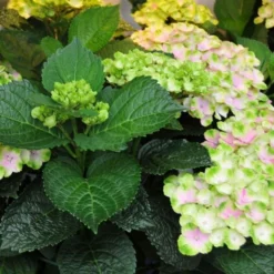 Hydrangea Macrophylla Everlasting® Amethyst -Tree Bower Sales x600 15587