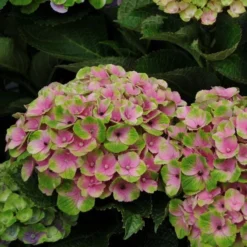 Hydrangea Macrophylla Everlasting® Amethyst -Tree Bower Sales x600 15588