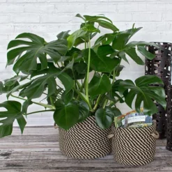 Black & Tan Rope Basket, Small 8 Black & Tan Rope Basket, Small -Tree Bower Sales x600 15654