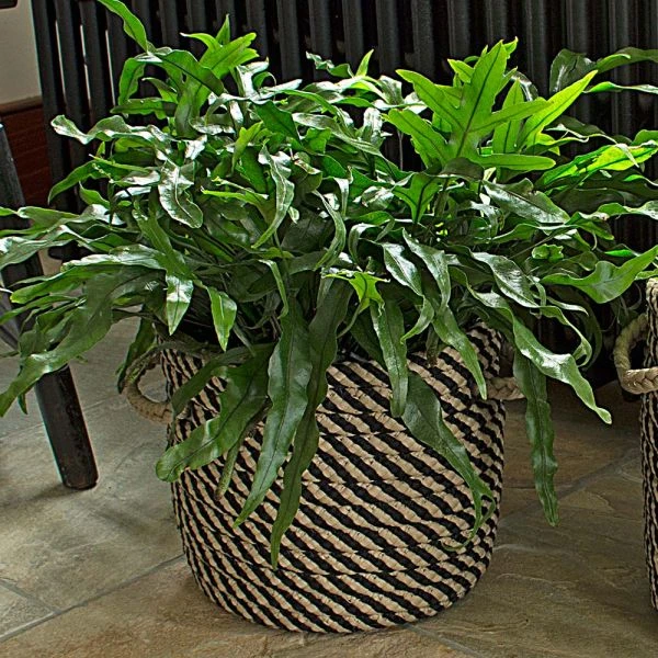 Black & Tan Rope Basket, Small 2 Black & Tan Rope Basket, Small - Image 2