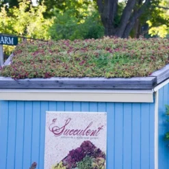 Sedum Tile® Color Splash -Tree Bower Sales x600 15954