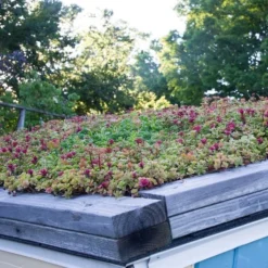 Sedum Tile® Color Splash -Tree Bower Sales x600 15955