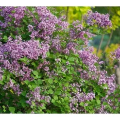 Syringa Bloomerang® Dark Purple -Tree Bower Sales x600 16109