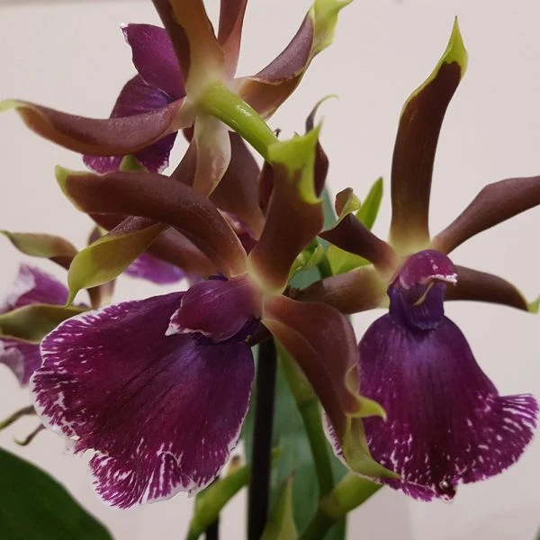 Zygopetalum Orchid 'Red Bird' 2 Zygopetalum Orchid 'Red Bird' - Image 2