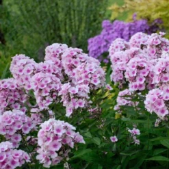 Phlox Paniculata 'Bright Eyes' 6 Phlox Paniculata 'Bright Eyes' -Tree Bower Sales x600 16367
