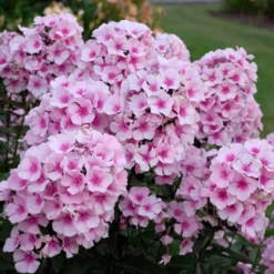Phlox Paniculata 'Bright Eyes' 7 Phlox Paniculata 'Bright Eyes' -Tree Bower Sales x600 16368